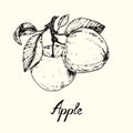 Couple apples with leaves, back view, outline simple doodle drawing with inscription